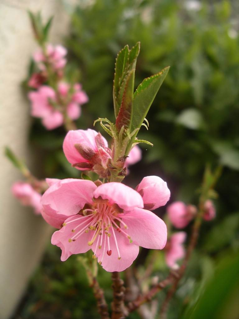 peach blossoms