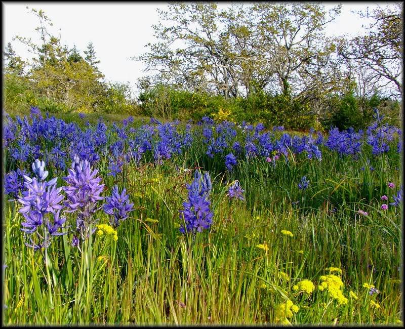 Garry Oak camas meadow