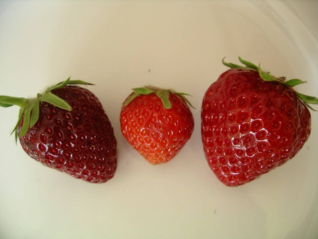 berry ripeness