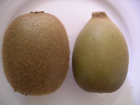 6. Những Điều Cần Lưu Ý Khi Mua Gold Kiwi