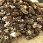 fresh morels at the market