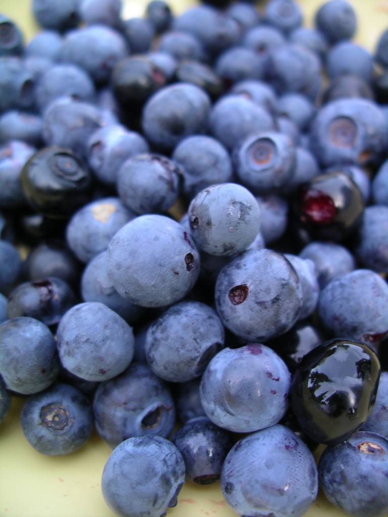 wild blueberries