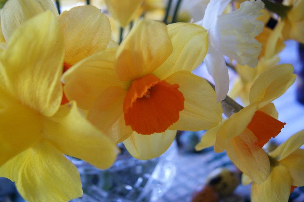 close up of daffodils in various colours