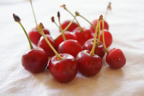 tart sour cherries