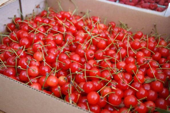 10 lbs of fresh sour cherries from Fieldstone Farm