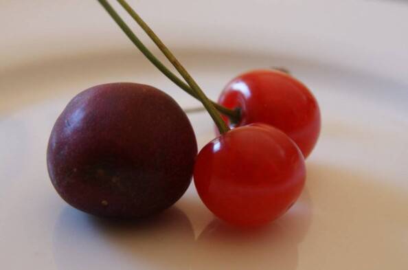 sweet vs tart cherry