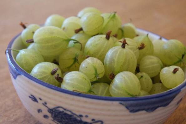 plump gooseberries!