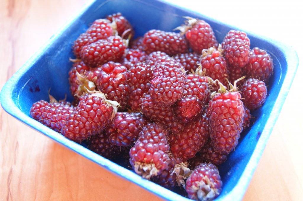 Tayberry Lemonade Chef Heidi Fink