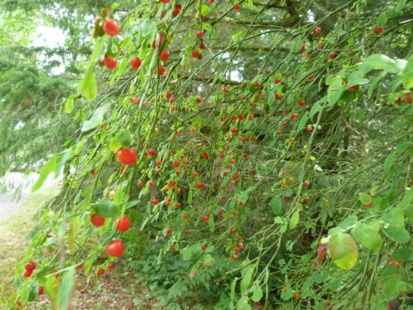 western red huckleberry bushes