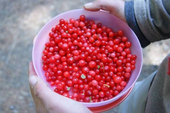 bowl of bright red huckleberries