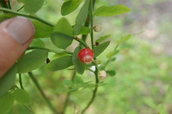 the navel of a huckleberry