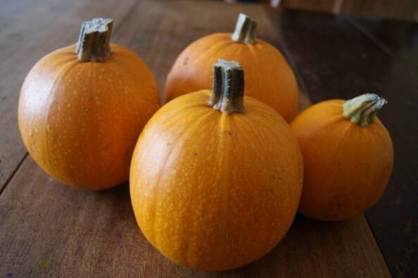 Sugar Pumpkins