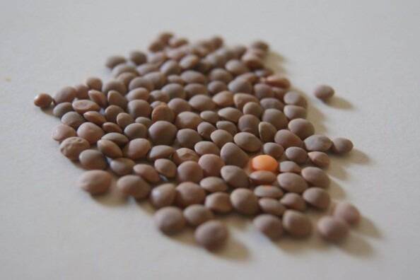 Local lentils grown on Vancouver Island