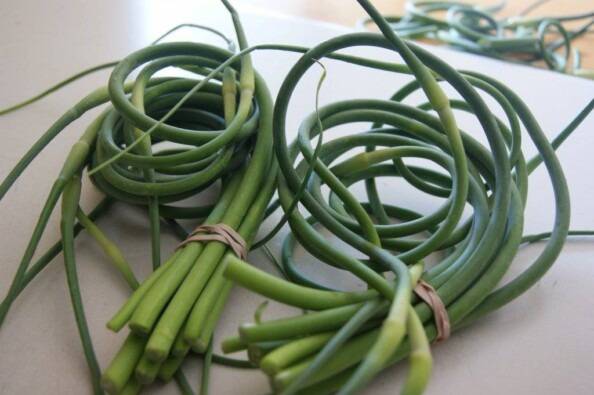 garlic scapes