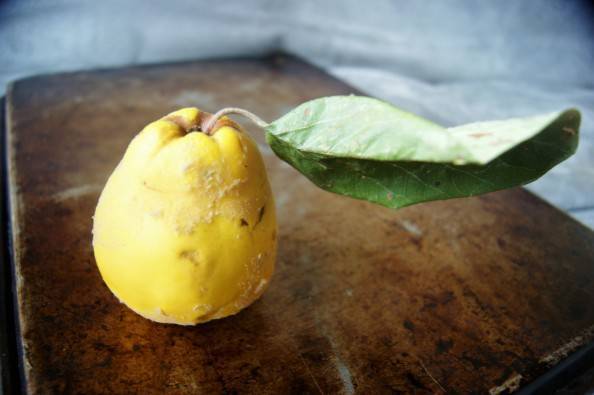 fresh local quince