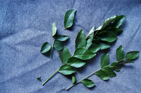 fresh curry leaves