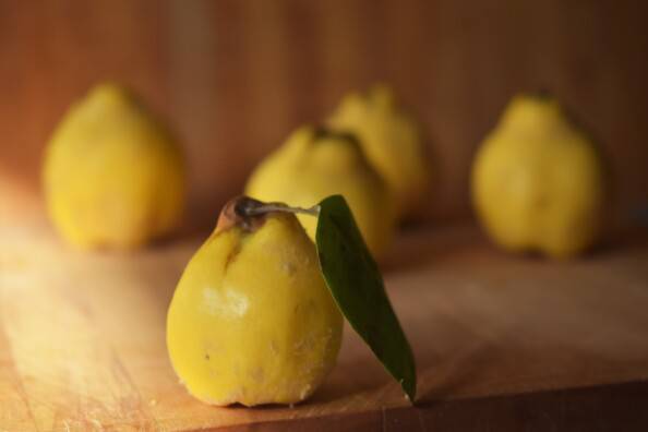 a quince in focus with side light, four out of focus quince in the background